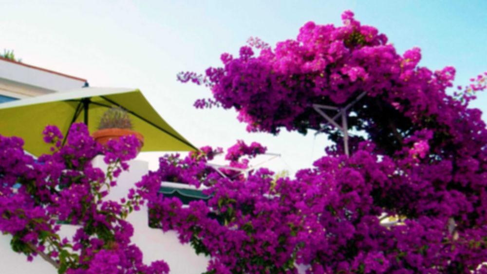 Hotel Villa Cecilia Ischia Eksteriør billede